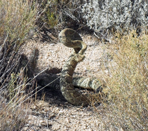 Mojave Green on Mojave Road