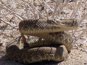  Mojave Green on Mojave Road