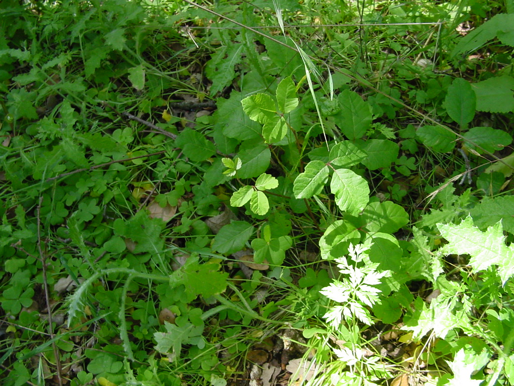 Poison Oak