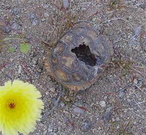 I found this Tortoise in Johnson Valley